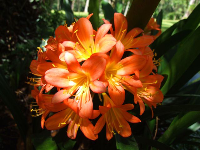 Flower Flower